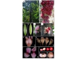 Peneliti BRIN dan ITB Temukan Perbedaan Buah Ruruhi dan Gowok