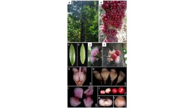 Peneliti BRIN dan ITB Temukan Perbedaan Buah Ruruhi dan Gowok