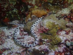 5 Spesies Belut Aneh di Samudra Pasifik, Ada yang Raksasa 5 Spesies Belut Aneh di Samudra Pasifik, Ada yang Raksasa