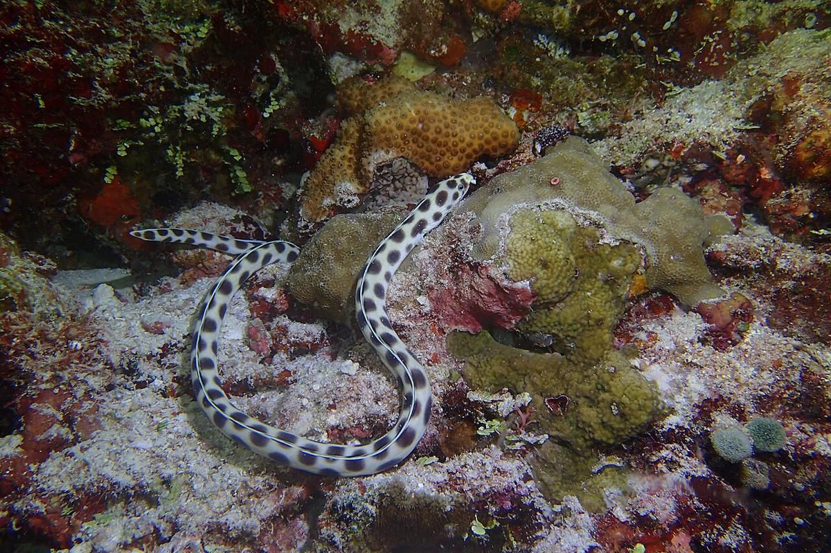 5 Spesies Belut Aneh di Samudra Pasifik, Ada yang Raksasa