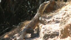 Taman Nasional Komodo: Rumah Naga Purba Indonesia Timur