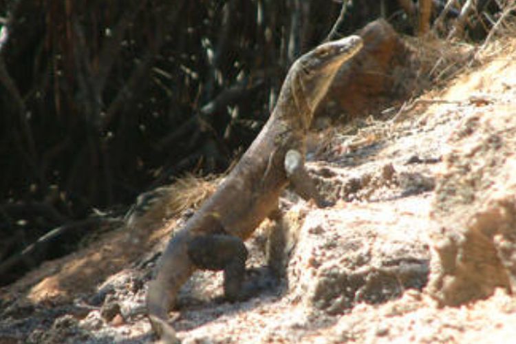 Taman Nasional Komodo: Rumah Naga Purba Indonesia Timur