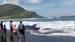 Heboh, Ikan Hiu Terdampar di Pantai Pancer Jember