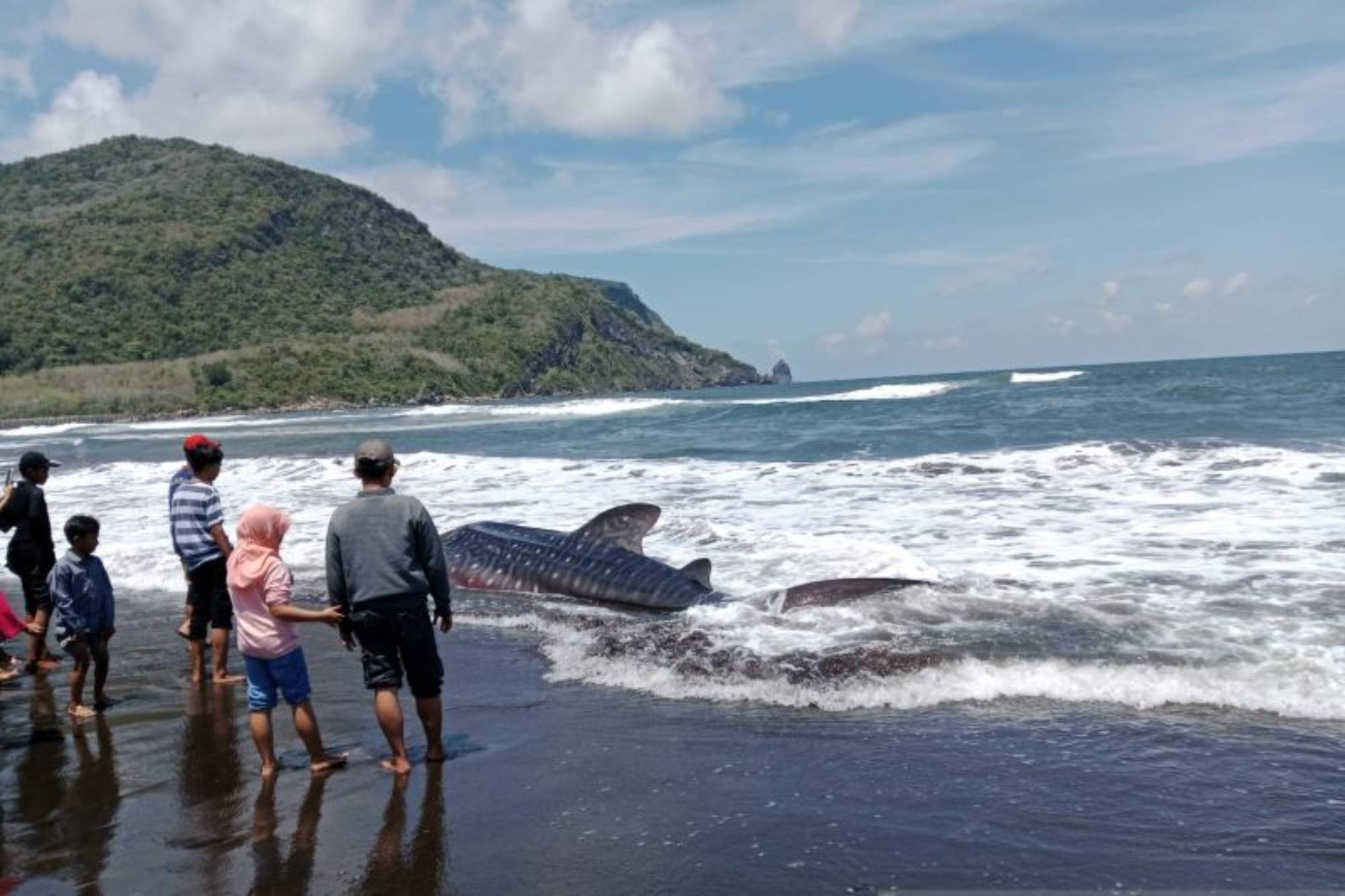 Heboh, Ikan Hiu Terdampar di Pantai Pancer Jember