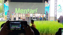 Beras Japonica Mentari! Keunggulan Padi Unggulan Muhammadiyah