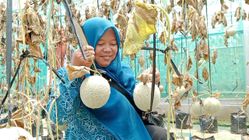 Panen Perdana Melon Madesta di Ajibarang, Sugino Buka Wisata Petik Buah untuk Warga