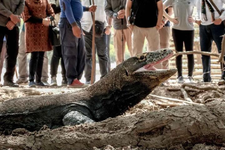 Mengapa Wisata Berlebihan Ancam Kehidupan Pulau Komodo