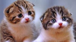 Kucing Uya Kuya Diselamatkan, Sherina Munaf Dipanggil Polisi, Mengapa?