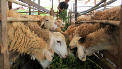 Penghasil Ekonomi Tersembunyi, Peternakan Kambing Gianyar Masih Terabaikan