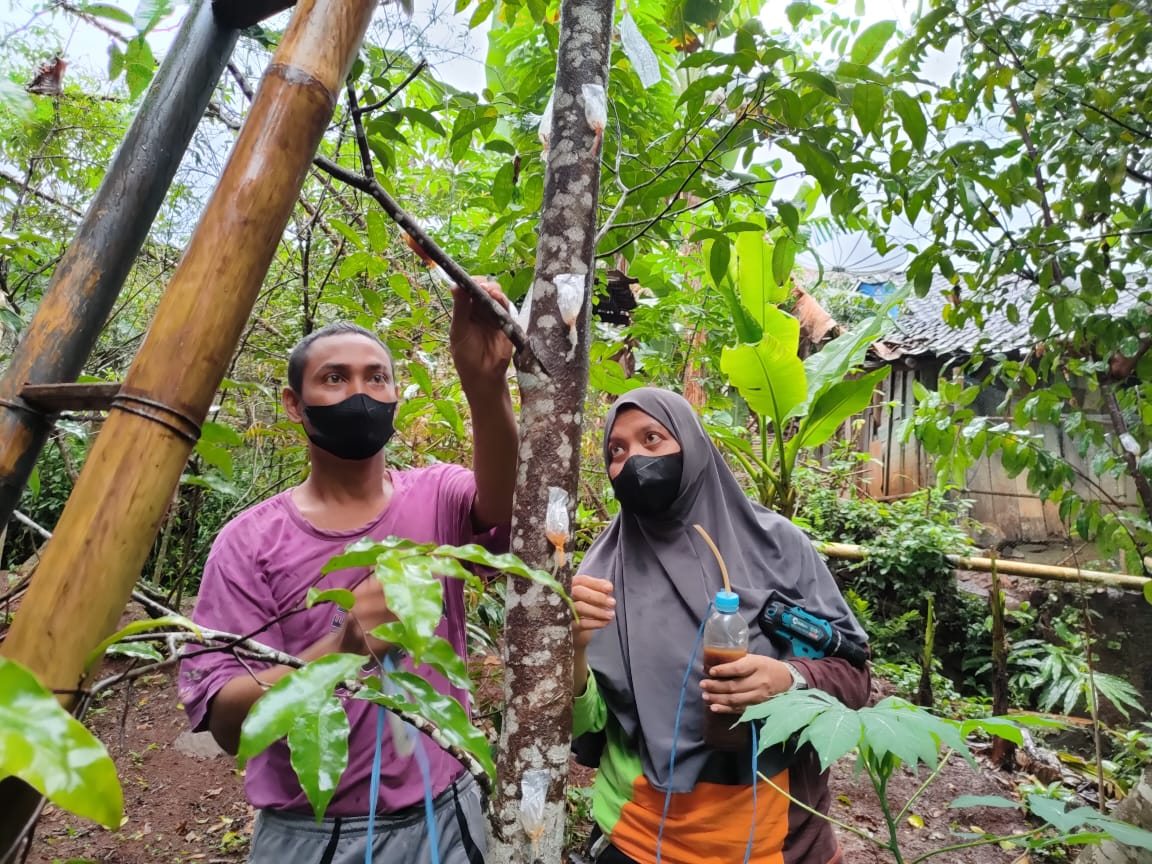 Yayasan Sunda Ngahiji Kembangkan Budidaya Pohon Gaharu, Bisnis Menguntungkan dengan Omset Miliaran
