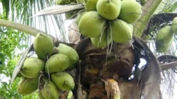 Ternyata, Produksi Gula Kelapa Cilacap Paling Tinggi di Jateng, Ini Angkanya