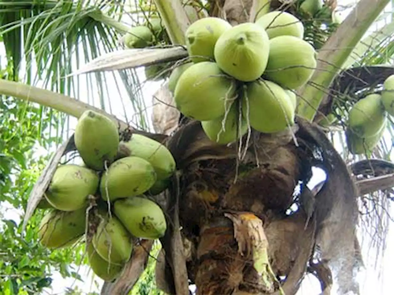 Ternyata, Produksi Gula Kelapa Cilacap Paling Tinggi di Jateng, Ini Angkanya