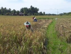 Ketimpangan Agraria di Indramayu: Sawah Diserang Elit, Petani Terlunta-lunta
