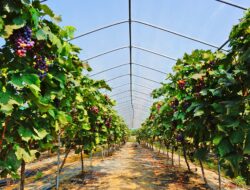 Tak Banyak yang Tahu! Baleendah Punya Kebun Anggur dengan 28 Jenis, Anak PCI Sudah Berkunjung