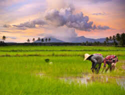 Sawah Lega Hegar Resort Garut: Liburan Seru dan Hemat untuk Keluarga