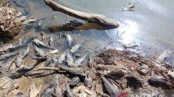 Terungkap, Air Sungai Soso Purbalingga Berbusa dan Ikan Mati Diduga Berasal Dari Limbah B3