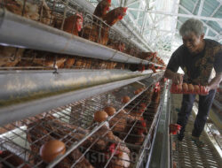 MBG Hadir, KSP Waspadai Lonjakan Permintaan Ayam dan Telur