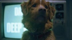 Ulasan Film Good Boy, Cerita Horor Menyedihkan dari Perspektif Anjing