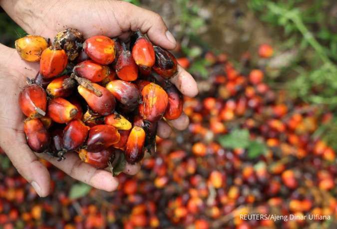 Tak Mau Kalah dari Malaysia, RI Desak AS Beri Tarif 0% untuk Sawit, Kakao, dan Karet