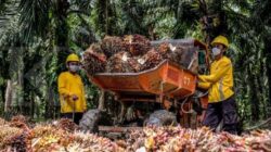 Astra Agro Lestari (AALI) Bocorkan Strategi Perkuat Daya Saing Sawit Nasional Astra Agro Lestari (AALI) Bocorkan Strategi Perkuat Daya Saing Sawit Nasional