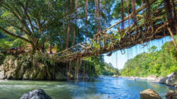 Keajaiban Alam Jembatan Akar: Warisan Tradisional yang Tumbuh dan Menguat Bersama Waktu
