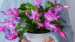 The Water Trick That Makes Propagating A Thanksgiving Cactus A Breeze The Water Trick That Makes Propagating A Thanksgiving Cactus A Breeze