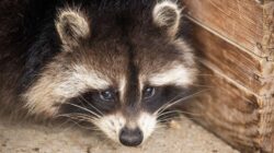 Cuter and closer: Raccoons may be on their way to becoming America’s next pet