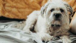 Small Dogs Live Longer Than Large Dogs