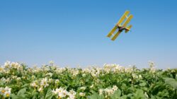 New tool helps ID farmers determine best time to apply pesticides