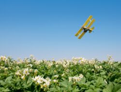 New tool helps ID farmers determine best time to apply pesticides